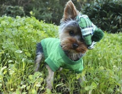 St. Patrick's day dog image.